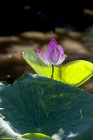 Lotus Lily Kakadu 
